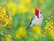 Sue Hsu's photo